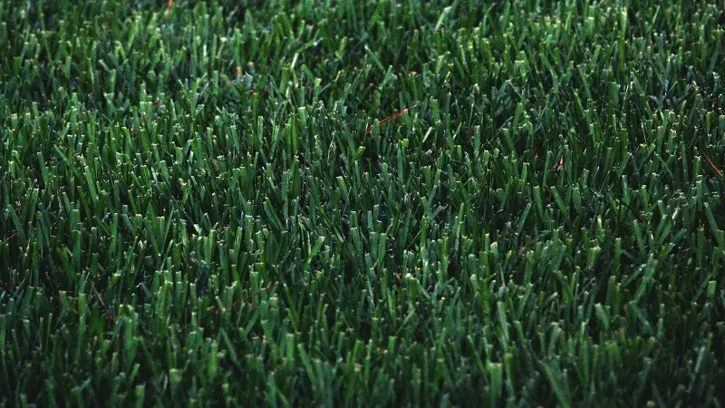 Why Buying Turf Online Is a Smart and Convenient Option